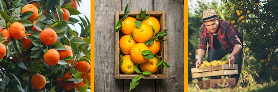 Email Header citrus email template