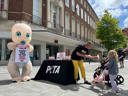 Редакционное стоковое изображение: Giant 'Babies' cry, 'Not Your Mum? Not Your Milk!' PETA protest, Exeter, Devon, UK - 30 May 2024