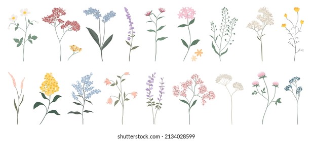 Collection of floral and botanical elements. Set of leaf, foliage wildflowers, plants, bloom, leaves and herb. Hand drawn of blossom spring season vectors for decor, website, graphic and shop.