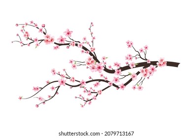 Cherry blossom branch with sakura flower. Sakura on white background. Watercolor cherry bud. Cherry blossom flower blooming vector. Pink sakura flower background. Watercolor cherry blossom vector. Stock Vector