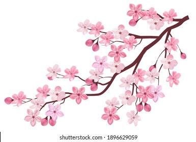 Cherry tree flower spring icon Stock Vector