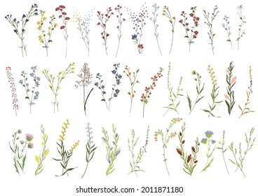 Big set botanic blossom floral elements. Branches, leaves, herbs, wild plants, flowers. Garden, meadow, field collection leaf, foliage, branches. Bloom vector illustration isolated on white background స్టాక్ వెక్టార్