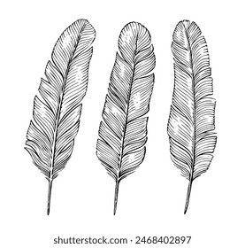 Bird feather, plumelet set. Vintage ink pen, quill for writing. Hand drawn clipart drawing Stock-vektor