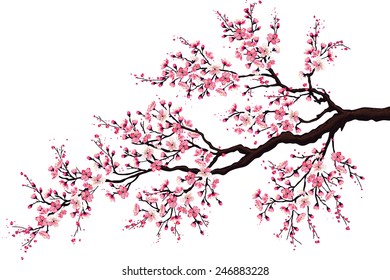 Branch of a blossoming cherry tree isolated on a white background Stock Vector