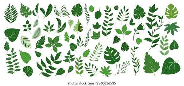 緑の葉の大きなベクター画像コレクション – さまざまな形とサイズの様々な葉のデザインを持つグラフィック要素のセット。白い背景にフラットデザインのベクター画像素材