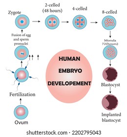 Development of the human embryo, from ovulation to implantation of the blastocyst in the uterine wall.Study content for biology students.Vector illustration. Adlı Stok Vektör