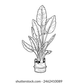 ポットのパラダイスの家庭用植物鳥。家やインテリアのためのStrelitzia nicolai。植物概要ベクター画像、黒色の観葉植物のシルエット。ステムと葉を持つ室内のエキゾチックな花のベクター画像素材