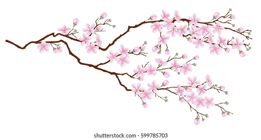 Horizontal branch of cherry blossoms. Realistic vector illustration on isolated background. Stock Vector