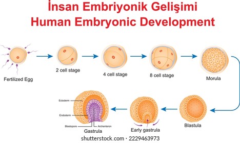 Human Embryonic Development, education illustrator Adlı Stok Vektör