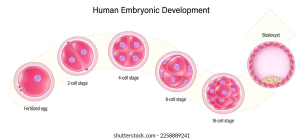 Human embryonic development. Human embryogenesis. Zygote, 2-cell, 4-cell, 6-cell, 8-cell, 16-cell stage, Blastocyst. Adlı Stok Vektör
