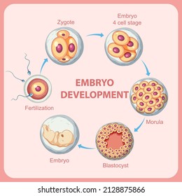 Human embryonic development in human illustration Adlı Stok Vektör