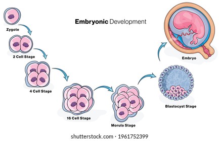 Human embryonic development Stages illustration.   Immagine vettoriale stock