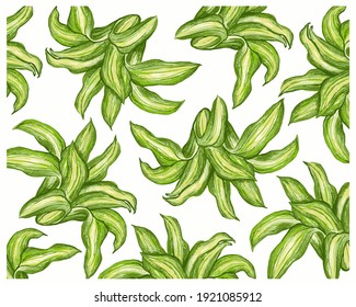 Illustration Background of Beautiful Fresh Green Dracaena Fragrans or Cornstalk Dracaena Plants.
 Stockvektorkép