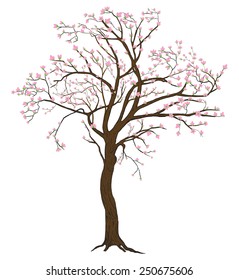 Isolated sakura spring blooming tree with flowers illustration with detailed drawing bark for large wide-format printing Stock Vector