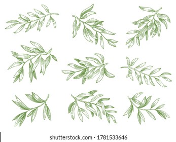 Olive branches. Green greek olives tree branch with leaves decorative hand drawn vector sketch illustration set. Engraved ripe green natural and organic plant twigs isolated on white Stockvektorkép