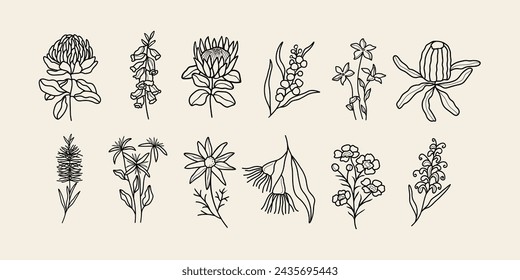 Line art Ensemble de fleurs australiennes : image vectorielle de stock