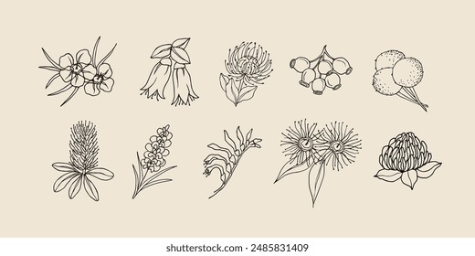 Line art Australian native flower collection : image vectorielle de stock