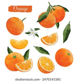 mandarin orange fruit Design elements set. watercolour style vector illustration. 库存矢量图