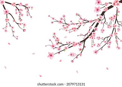 Sakura on white background. Watercolor cherry bud. Cherry blossom flower blooming vector. Pink sakura flower background. Cherry blossom branch with sakura flower. Watercolor cherry blossom vector. Stock Vector