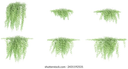 Set of Asparagus fern creeper plant,isolated on transparent background Stock-vektor
