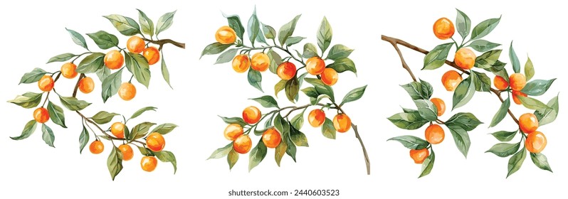 A set of vector branches watercolor Orange. Illustration of summer fruits for scrapbook, label, poster, print, menu 库存矢量图