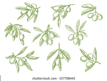 Cabang pohon sketsa dan zaitun sekelompok. Simbol untuk label botol minyak zaitun atau masakan Italia, Mediterania, Yunani atau Spanyol Vektor Stok