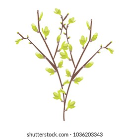Spring branch is isolated with green buds on the white background. Young plant.
Vector illustration. Cartoon style  Stock Vector