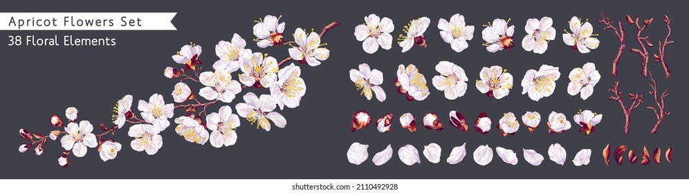  Realistic white vector flowers, petals, buds, twigs and one ready-to-use fruit tree branch. Big set of apricot flowers. From this set you can compose your own branches and flower arrangements. Stock Vector
