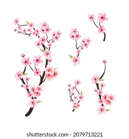 Watercolor cherry blossom vector. Cherry blossom flower blooming vector. Pink sakura flower background. Cherry blossom branch with sakura flower. Sakura on white background. Watercolor cherry bud. Stock Vector