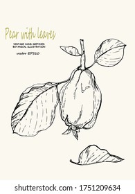 Vector sketch pear with leaves.   
Detailed vintage botanical illustration  can be used for pharmacological, cosmetic, aesthetic design, packaging and other purposes. Stockvektorkép