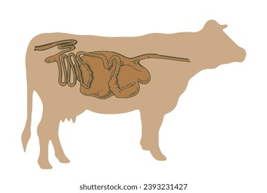 The digestive system of herbivores is more complex compared to carnivores and omnivores. Stock-illustration