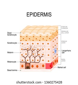 epidermis structure. Cell, and layers of a human skin. illustration for medical, educational, biologycal and science use. Skin care Illustrazione stock