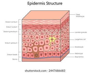 epidermis structure, labeling all layers and cells, including melanocytes and keratinocytes in the human skin structure diagram schematic raster illustration. Medical science educational illustration Illustrazione stock
