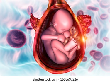 fetus in womb Anatomy. science background. 3d illustration Stock Ilustrace