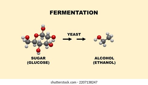 発酵プロセス。砂糖源を用いた酵母からのアルコール生産。教育目的のイラスト。分子と化学。ビールとワインの生産。のイラスト素材