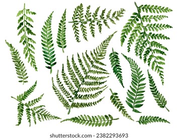 Hand drawn ferns leaves set Stock-illustration