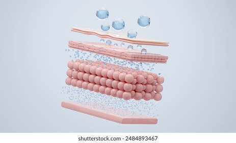 Hyaluronic acid deep absorbs into skin cell. 3D rendering. Illustrazione stock