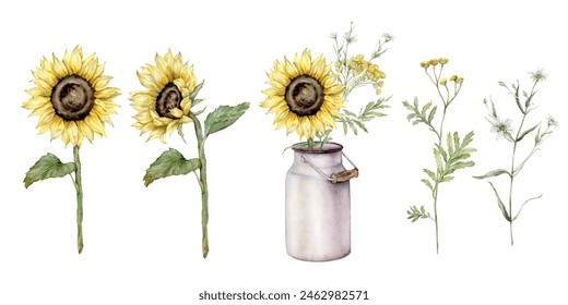 Watercolor set of bouquet of sunflower flowers in metal can. Commy tansy and botanical plants. Hand drawing illustration on isolated background. Composition from summer meadow flowers. Stock-illustration
