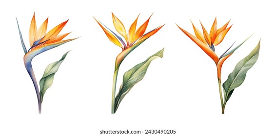 Strelitzia reginae à l'aquarelle, flore australienne. Illustration, image vectorielle isolée sur fond blanc. : illustration de stock