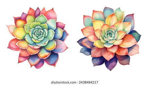 Watercolor succulent flower. Illustration clipart isolated on white background. 库存插图