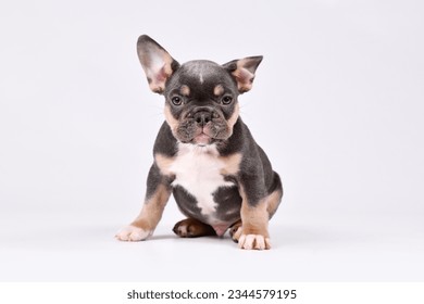8週齢ブルータンフレンチブルドッグの子犬の写真素材