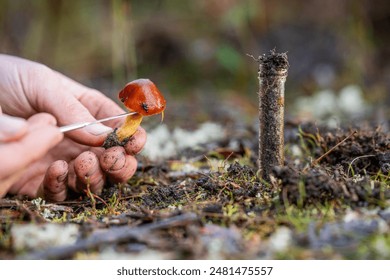 Taking a soil fungi sample of a mushroom in the forest studying health and researching ecology of ecosystems with a test tube. Plant growth and diversity  库存照片