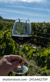 ポメロール、サンテミリオンワイン産地、フランス、ボルドーのクリュ級ブドウ畑で赤いボルドー・ワイン、メルローまたはカベルネ・ソーヴィニヨンの赤ワイン・ブドウを試飲の写真素材
