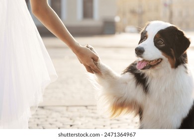 tendre moment avec son australien Shepherd Dog, qui tient doucement sa main dans une place urbaine éclairée par le soleil : photo de stock
