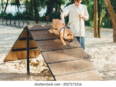 Teenager teaching his cute french bulldog on special playground for dogs. Boy learning commands with red bulldog in the park. Practice with a dog outside. Still life, friendship with a puppy Stock fotografie