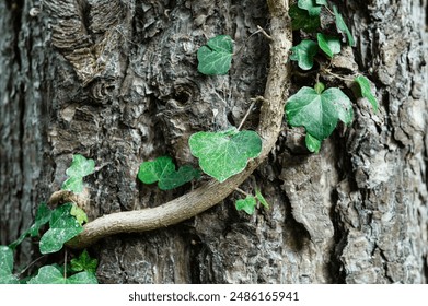 Thick growing Ivy seen climbing a tree in a British forest. The ivy has climbed to many tens of feet and is engulfing the tree. 库存照片