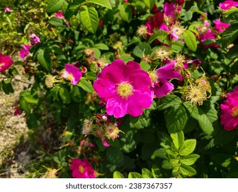 This red flower, probably French Rose (Rosa Gallica), can be used as an image that includes love, romance, love, passion and relationship. Foto Stock