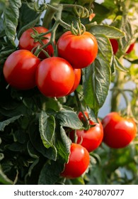 Tomatoes growing in the garden ภาพถ่ายสต็อก