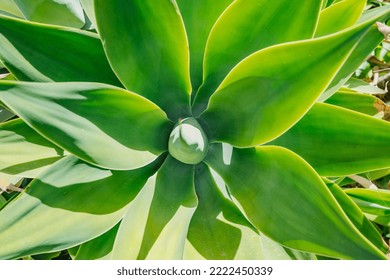 Top view of fresh succulent plant with green leaves growing in cactus garden on summer day in Lanzarote, Canary Islands, Spain 库存照片