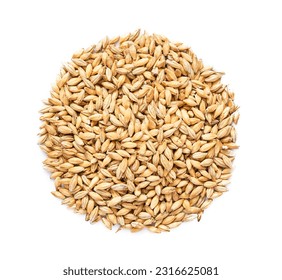 top view overhead flat lay malt barley grain beer whole isolated on white background. pile of malt barley grain beer whole isolated. heap of malt barley grain beer whole isolated Foto stock